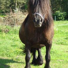 Fell pony Lowlands erin