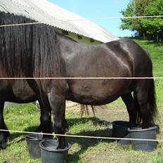 Fell pony Lowlands erin