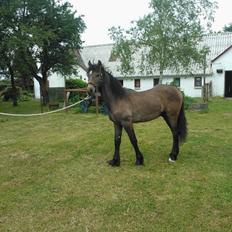 Irish Cob Crossbreed Mammut-the ice age elephant