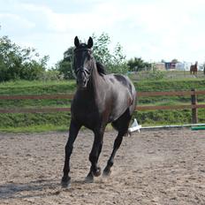 Oldenborg Sorél af Dano