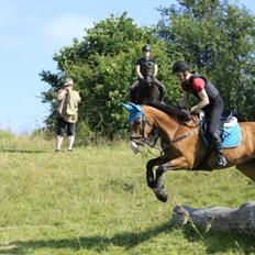 Hollandsk Varmblod Octopussy aka Pusle