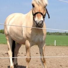 Fjordhest Pelle Lønbjerg