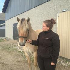 Fjordhest Pelle Lønbjerg