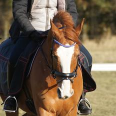 Dansk Varmblod Højbo's Debbi