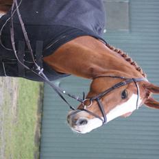 Dansk Varmblod Højbo's Debbi