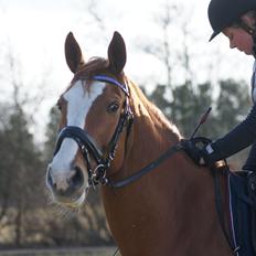 Dansk Varmblod Højbo's Debbi