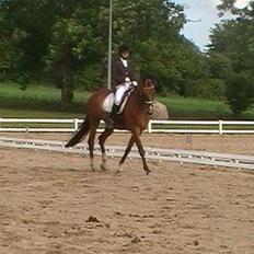 Dansk Varmblod Anica Møllebjerg