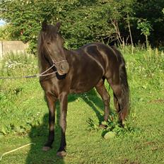 Anden særlig race Troja - Solgt 