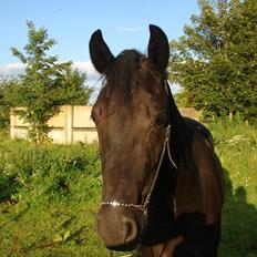 Anden særlig race Troja - Solgt 