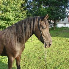 Anden særlig race Troja - Solgt 