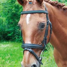 Hollandsk Sportspony Clausen