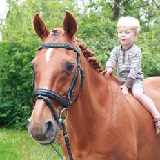 Hollandsk Sportspony Clausen