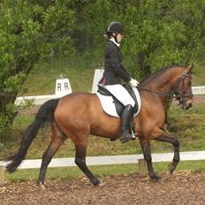 Anden særlig race Sir Anton Marron