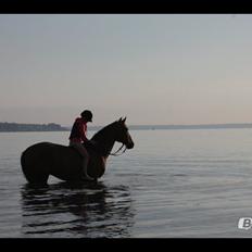 Hollandsk Varmblod Unlimited (Pops) <3