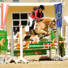 Haflinger Nordan`s Aurora *EM GULD*