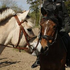 Anden særlig race Spirit