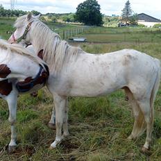 Welsh Pony (sec B) Aastrupgaards Aayan