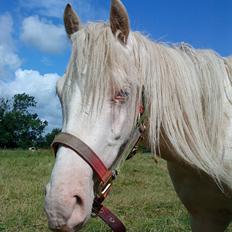 Welsh Pony (sec B) Aastrupgaards Aayan