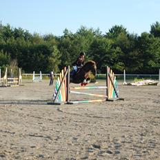 Anden særlig race Max