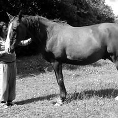 Hannoveraner Nimitz, (Bisnap.)