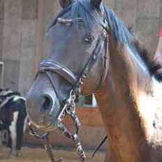 Holstener Landuc B I Duggi I