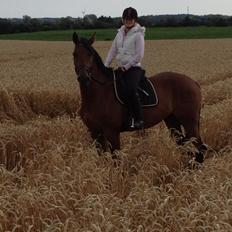 Dansk Varmblod Railo