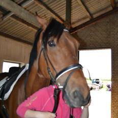 Dansk Varmblod Railo