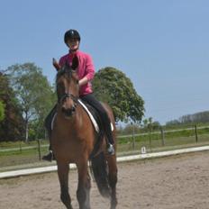 Dansk Varmblod Railo