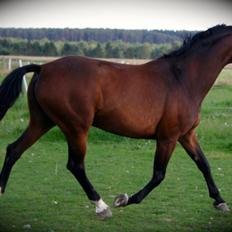 Hannoveraner Dinea (solgt)