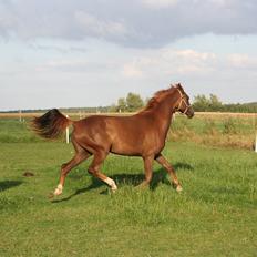 Dansk Varmblod Skovbo`s Romina