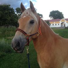 Haflinger Alex
