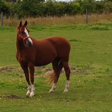 DSP Cadeaux skylight