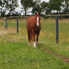 DSP Cadeaux skylight