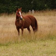 DSP Cadeaux skylight