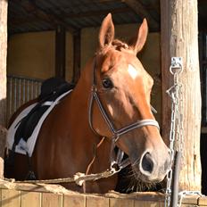 Dansk Varmblod Diana