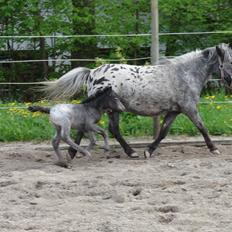 Knabstrupper Kastanielunds Palle