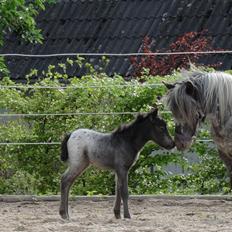 Knabstrupper Kastanielunds Palle