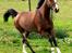 Trakehner Philippa - Foto: Stella M. Kristensen