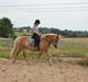 Haflinger Hermeline