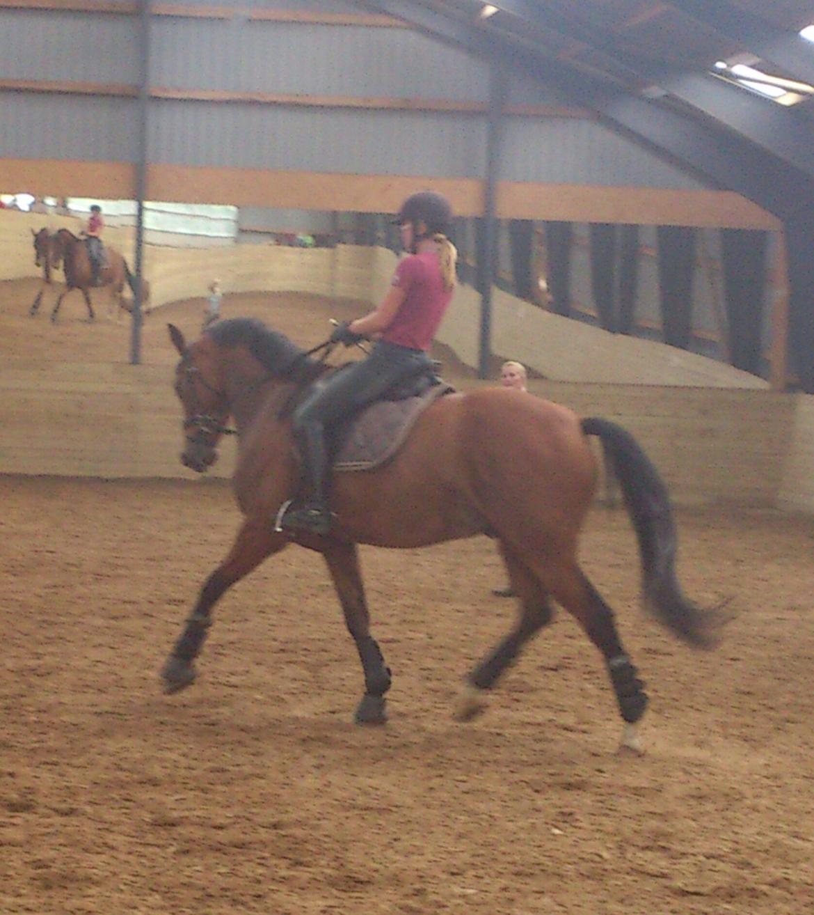 Dansk Varmblod Saksgaards Light Foot #Klubmester# billede 8