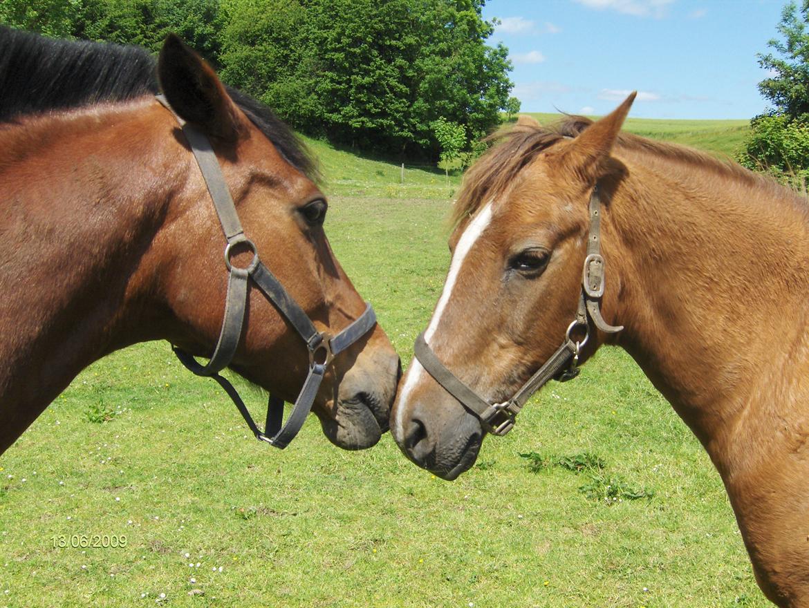 Tysk Sportspony Dancer billede 19