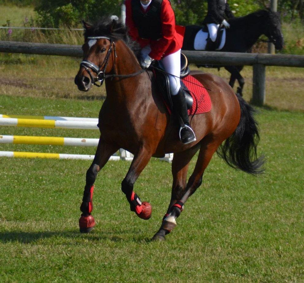 DSP | Chegal | - i fuld galop galopere du i gennem mit hjerte billede 10
