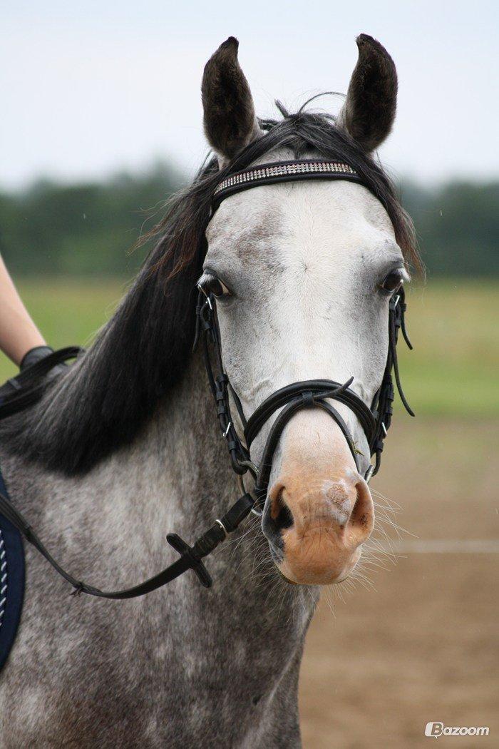 Sportsaraber (A) Gomez - Gomez hos hans nye ejer Louise <3 billede 14