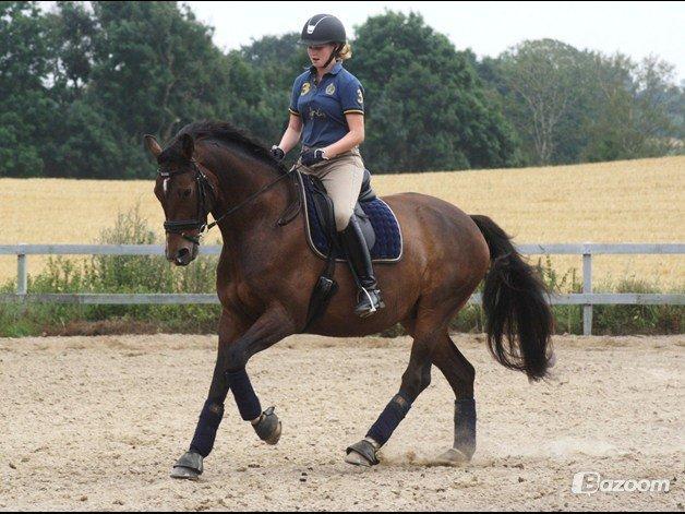 Dansk Varmblod Expense Tagegaard - Træning d.5/8-2012 Foto: Cecilie Rasmussen  billede 18