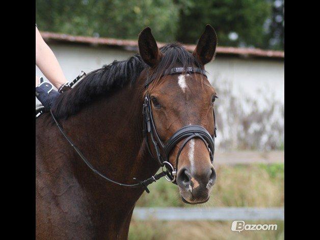 Dansk Varmblod Expense Tagegaard - Foto: Cecilie Rasmussen  billede 19