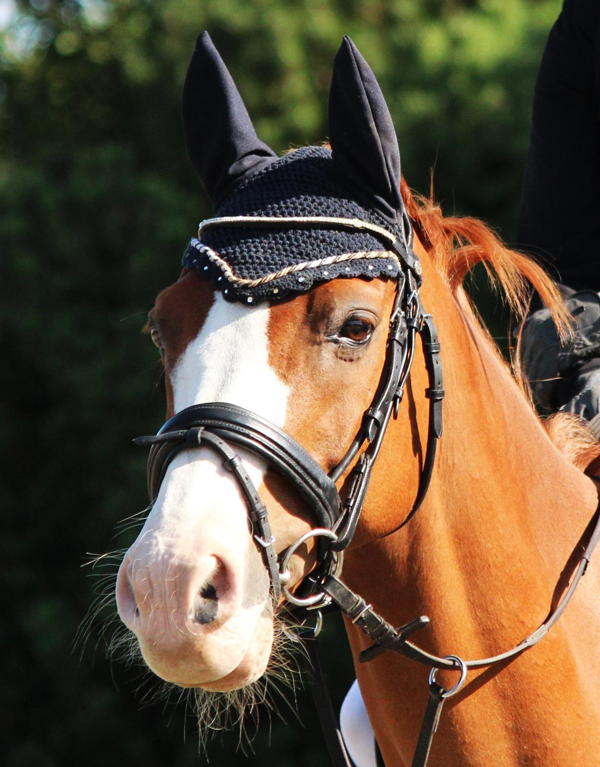 Anden særlig race Webster muss <3 - (18) C-stævne på NSR hvor vi kom på en 3 plads i LB* billede 18