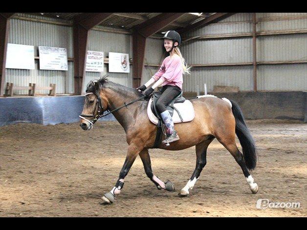 DSP Tværhøjgårds Athene ( mit et og alt )<3 - fri trav billede 11