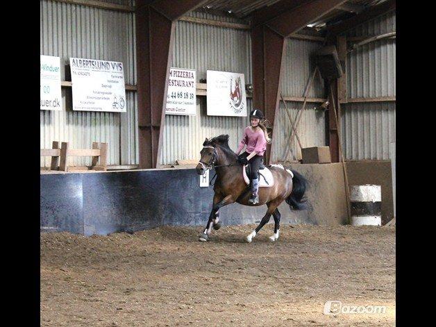 DSP Tværhøjgårds Athene ( mit et og alt )<3 - en galloper billede 12