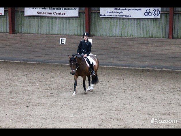 DSP Tværhøjgårds Athene ( mit et og alt )<3 - dressur stæve fik anden plads billede 20