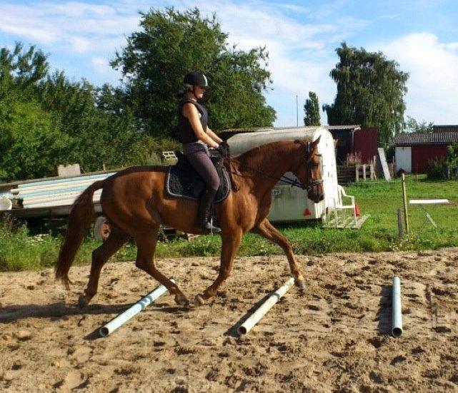 Dansk Varmblod Diana - bom-træning med søde Diana :) billede 13